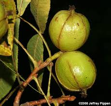 Attēlu rezultāti vaicājumam “Carya ovata fruit”