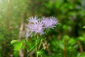 Attēlu rezultāti vaicājumam “Thalictrum aquilegifolium flower”