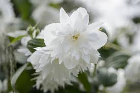 Attēlu rezultāti vaicājumam “Philadelphus lemoinei flower”