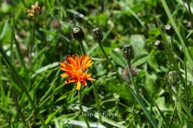 Image result for Hieracium aurantiacum