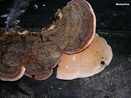 Attēlu rezultāti vaicājumam “Heterobasidion annosum”