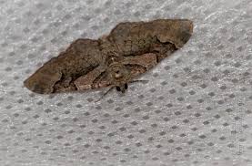 Attēlu rezultāti vaicājumam “Catarhoe rubidata”