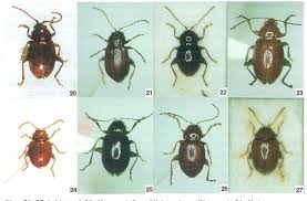 Attēlu rezultāti vaicājumam “Alticinae”