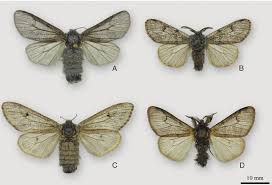 Attēlu rezultāti vaicājumam “Gynaephora selenitica”