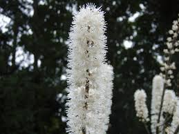 Image result for Silberkerze