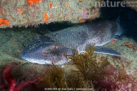 Image result for Scyliorhinus stellaris