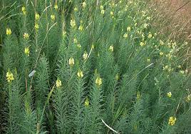 Image result for Linaria vulgaris