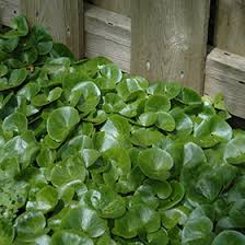 Attēlu rezultāti vaicājumam “Asarum europaeum leaf”