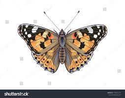 Attēlu rezultāti vaicājumam “Vanessa cardui”