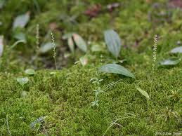 Attēlu rezultāti vaicājumam “Malaxis monophyllos flower”