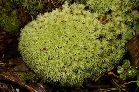 Attēlu rezultāti vaicājumam “Leucobryum juniperoideum”