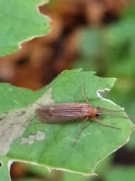 Attēlu rezultāti vaicājumam “Chaetopteryx villosa”