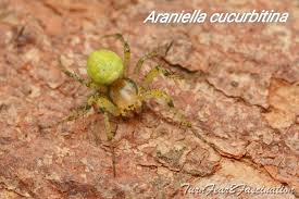 Attēlu rezultāti vaicājumam “Araniella male”