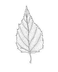 Attēlu rezultāti vaicājumam “Betula papyrifera leaf”