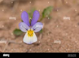 Attēlu rezultāti vaicājumam “Viola tricolor subsp. curtisii flower”