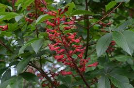 Attēlu rezultāti vaicājumam “Aesculus”