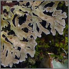 Attēlu rezultāti vaicājumam “Physconia distorta”