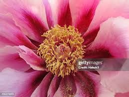 Image result for Pfingstrose