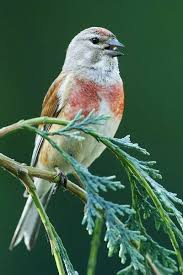 Attēlu rezultāti vaicājumam “Carduelis cannabina male”