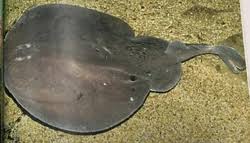 Image result for Tetronarce nobiliana