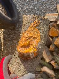 Attēlu rezultāti vaicājumam “Phellinus robustus”