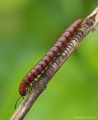 Attēlu rezultāti vaicājumam “Diplopoda”