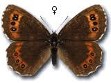 Attēlu rezultāti vaicājumam “Erebia ligea upperside”