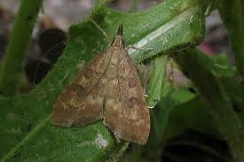 Attēlu rezultāti vaicājumam “Udea fulvalis”