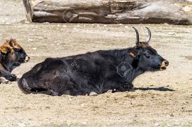 Attēlu rezultāti vaicājumam “Bos primigenius taurus”