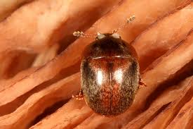 Attēlu rezultāti vaicājumam “Cychramus variegatus”