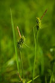 Attēlu rezultāti vaicājumam “Carex flava”