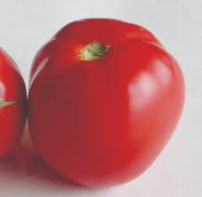 Afbeeldingsresultaat voor northern lights tomato