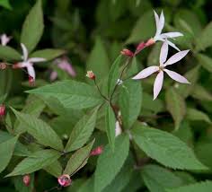 Attēlu rezultāti vaicājumam “Gillenia trifoliata flower”