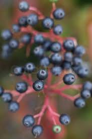 Attēlu rezultāti vaicājumam “Cornus sanguinea fruit”
