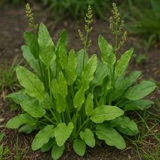 Attēlu rezultāti vaicājumam “Rumex acetosa”