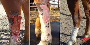 Image result for "proud flesh"