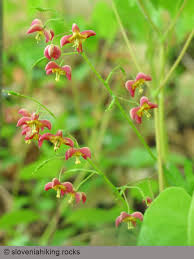 Attēlu rezultāti vaicājumam “Epimedium alpinum”