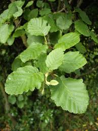 Attēlu rezultāti vaicājumam “Alnus incana leaf”