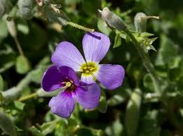 Attēlu rezultāti vaicājumam “Aubrieta deltoidea”