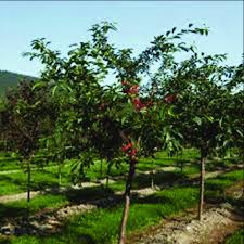 Attēlu rezultāti vaicājumam “Cerasus”