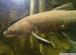 Image result for Mylopharyngodon piceus