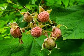 Attēlu rezultāti vaicājumam “Rubus parviflorus fruit”