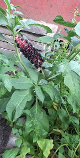 Attēlu rezultāti vaicājumam “Phytolaccaceae”