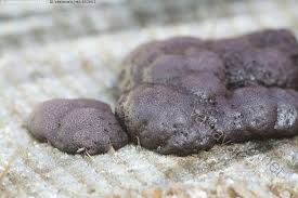 Attēlu rezultāti vaicājumam “Amaurochaete atra”