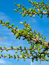 Attēlu rezultāti vaicājumam “Larix kaempferi”