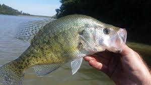 Image result for Pomoxis annularis