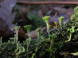 Attēlu rezultāti vaicājumam “Cladonia”