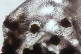 Attēlu rezultāti vaicājumam “Badhamia capsulifera”