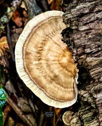 Attēlu rezultāti vaicājumam “Trametes”