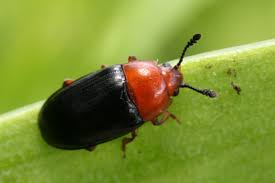 Attēlu rezultāti vaicājumam “Triplax russica”